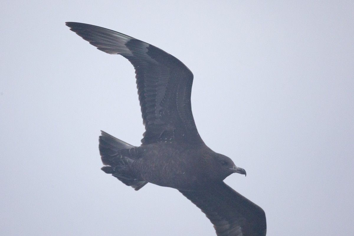 Pomarine Jaeger - ML641525491