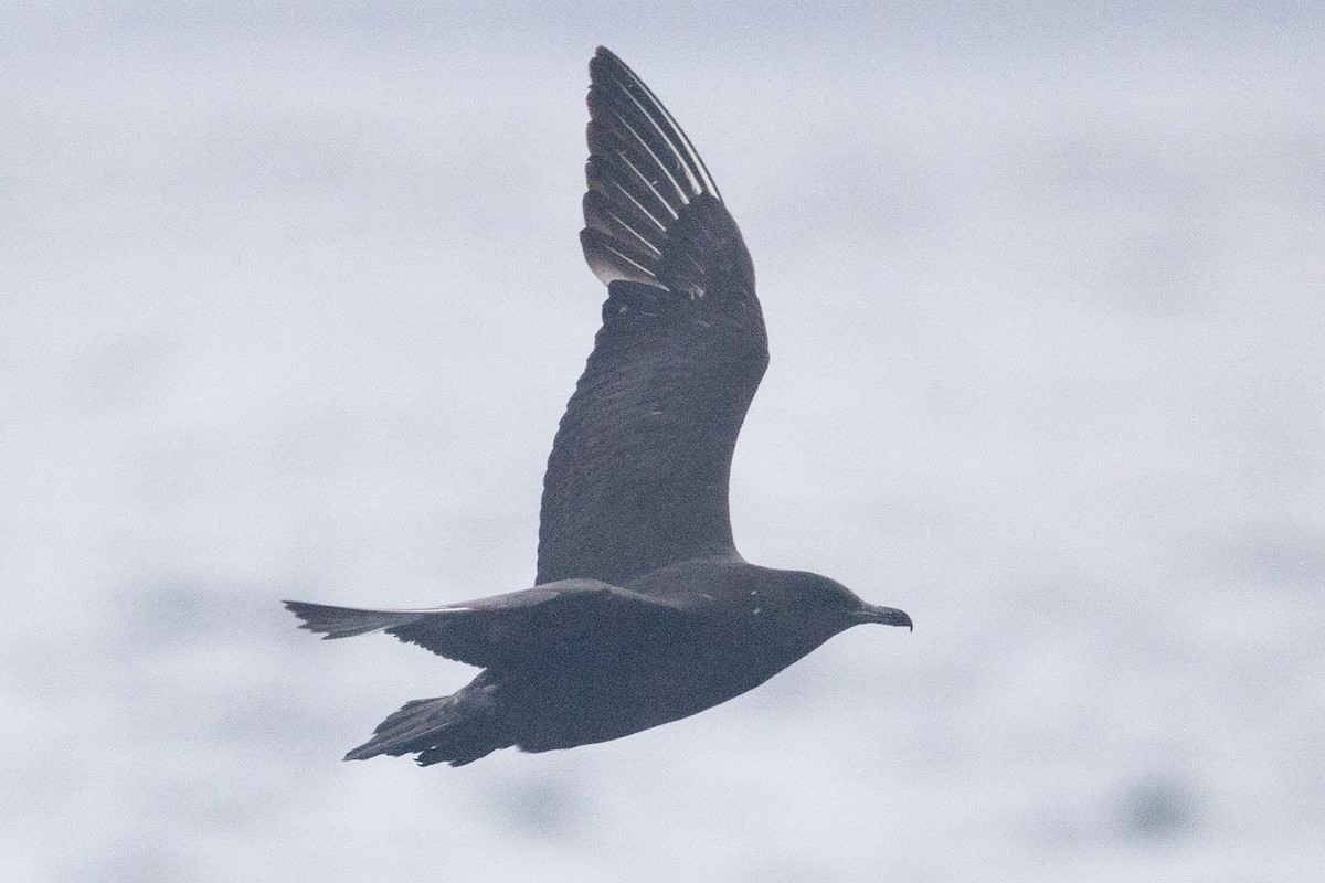 Pomarine Jaeger - ML641525505