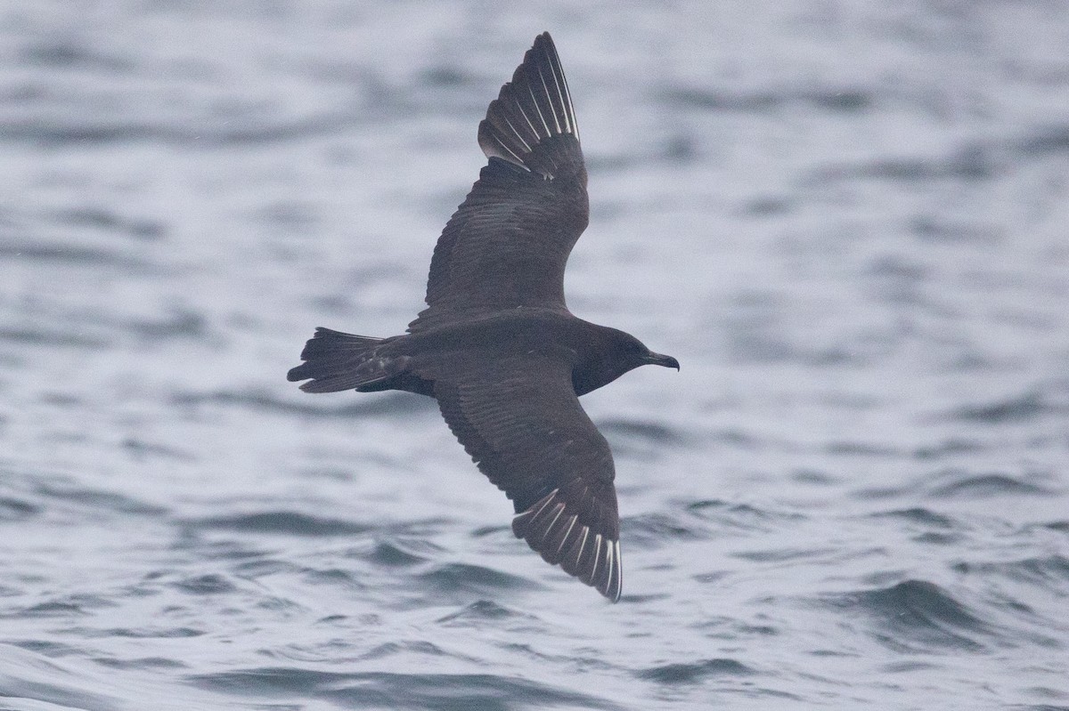 Pomarine Jaeger - ML641525506