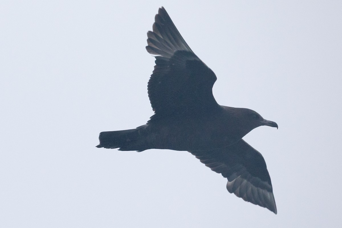 Pomarine Jaeger - ML641525508