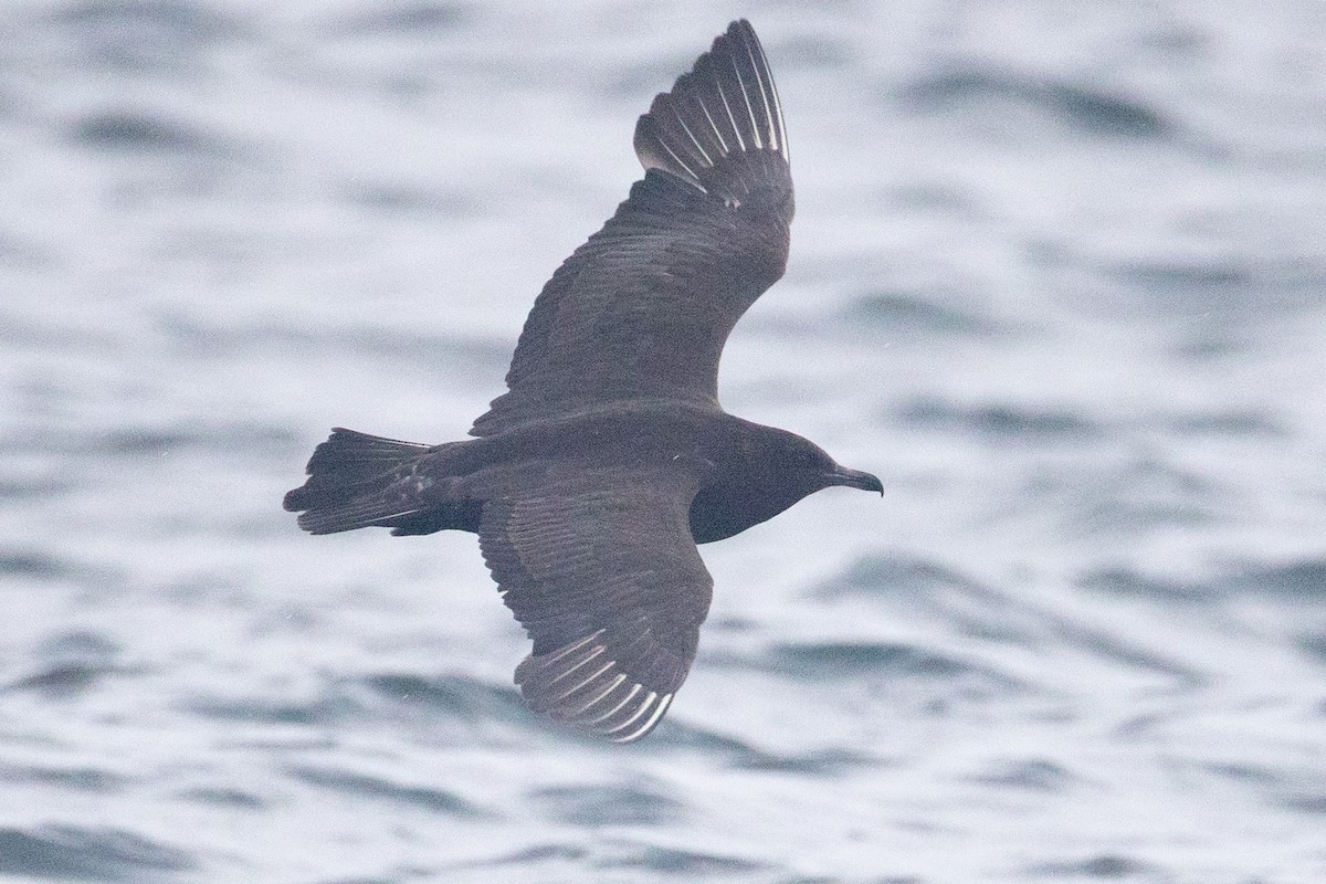 Pomarine Jaeger - ML641525509
