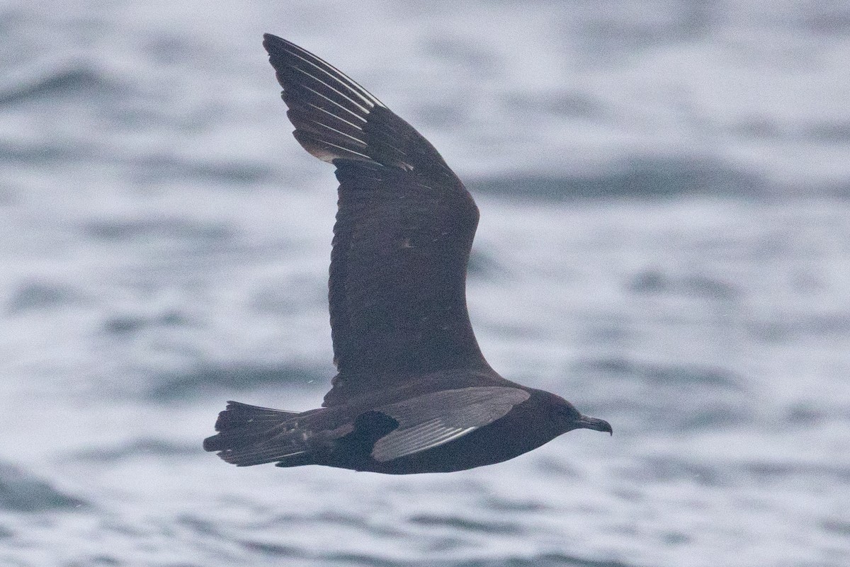 Pomarine Jaeger - ML641525510