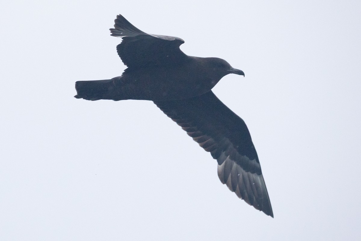 Pomarine Jaeger - ML641525511