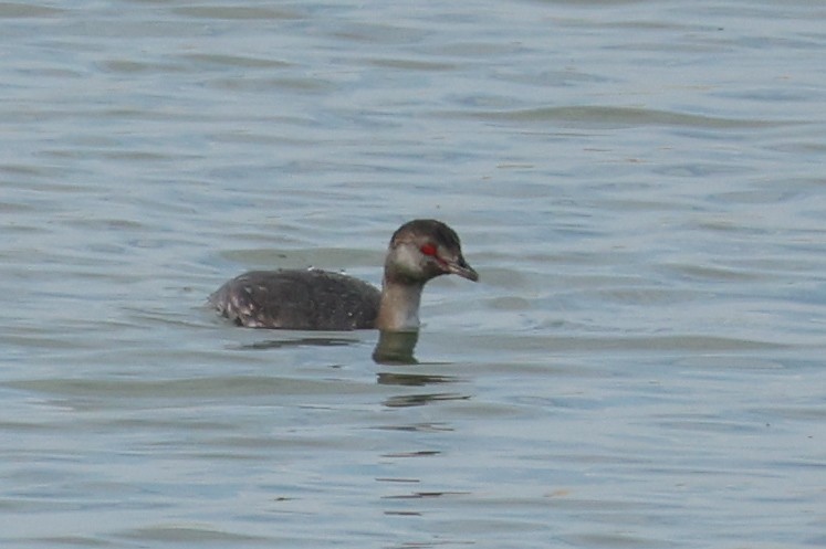 ミミカイツブリ - ML641525518