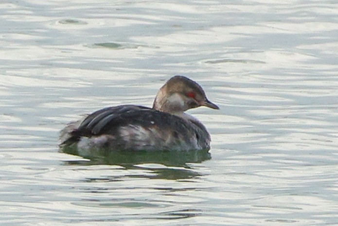 ミミカイツブリ - ML641525522