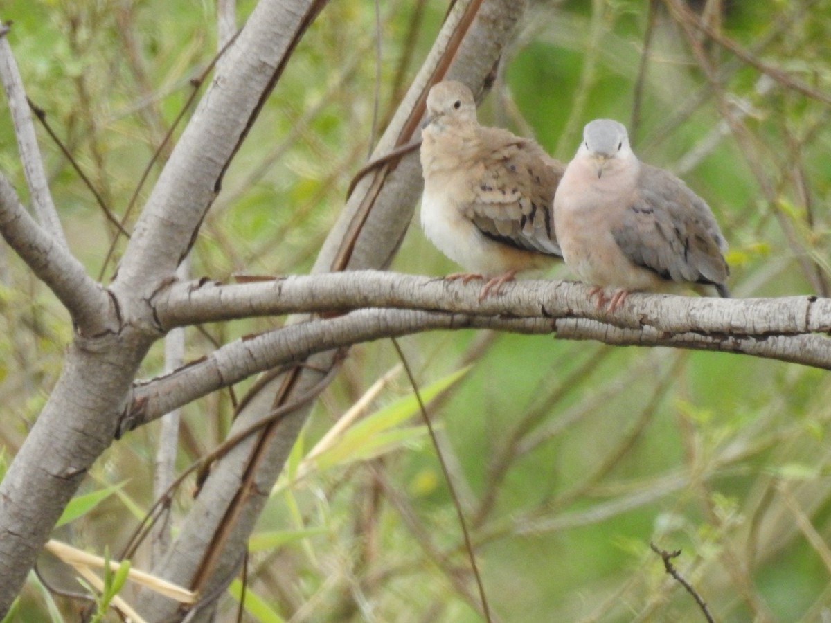 Plain-breasted Ground Dove - ML641525536