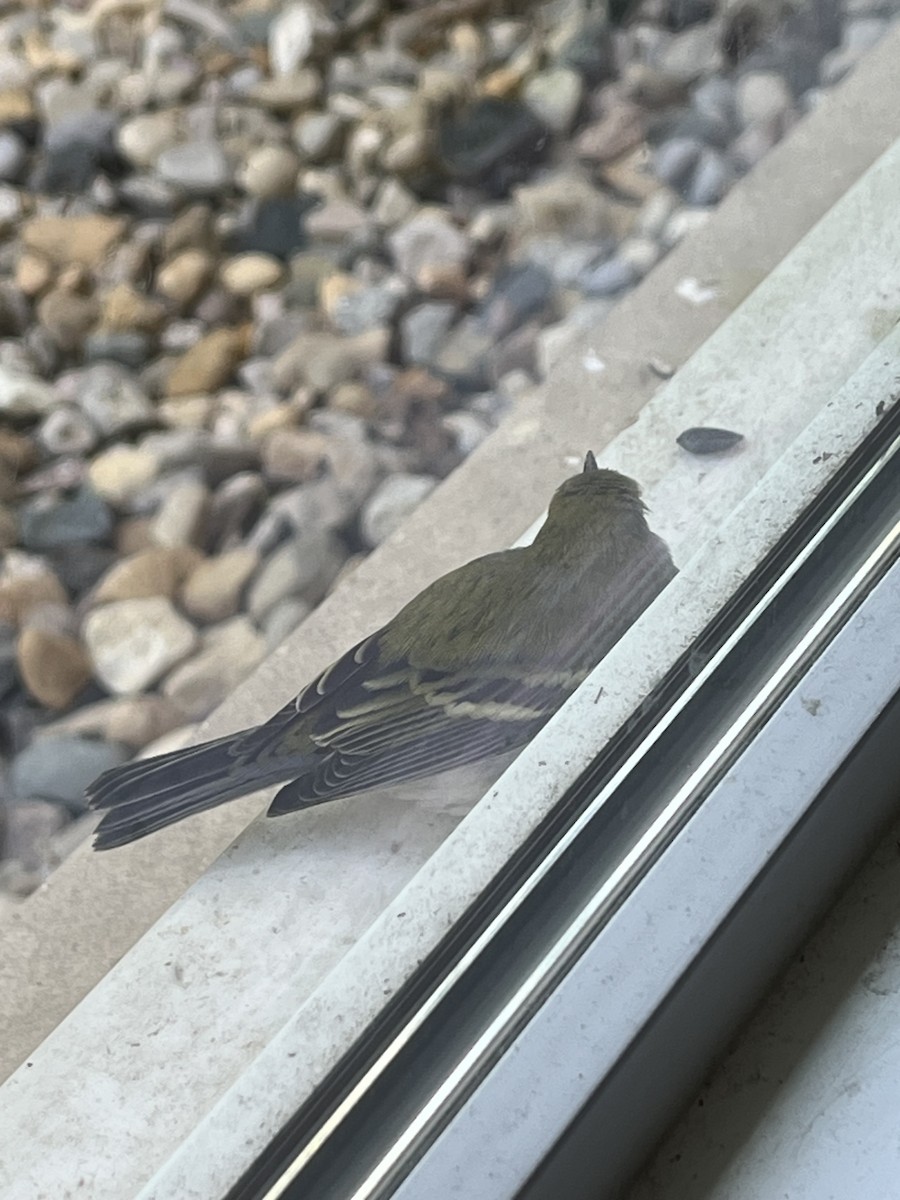 Chestnut-sided Warbler - ML641525545