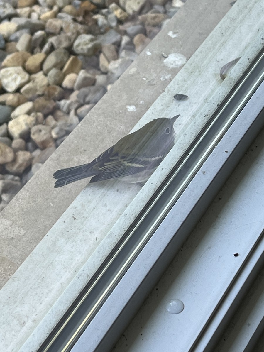 Chestnut-sided Warbler - ML641525546