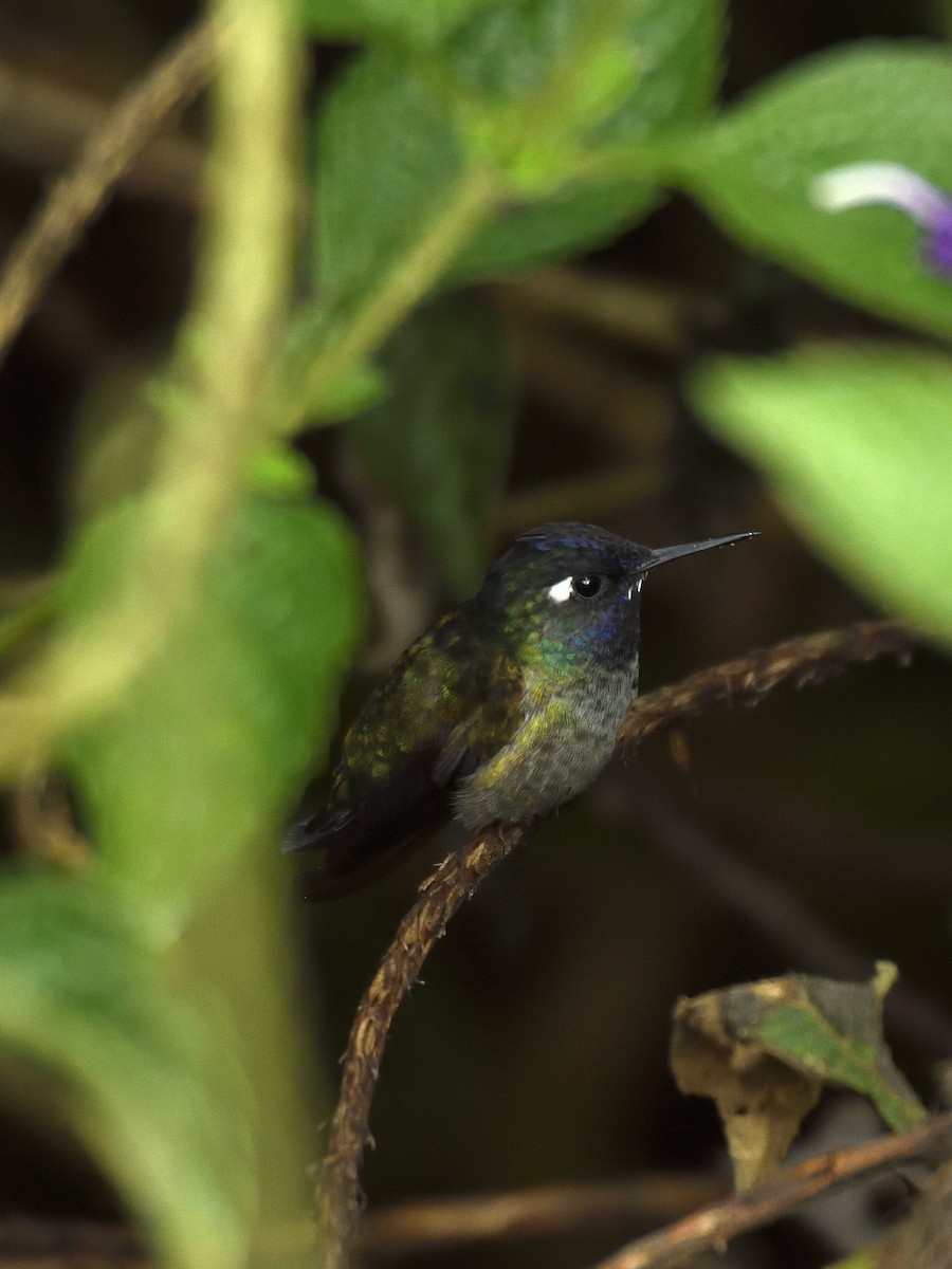 Violet-headed Hummingbird - ML641525577