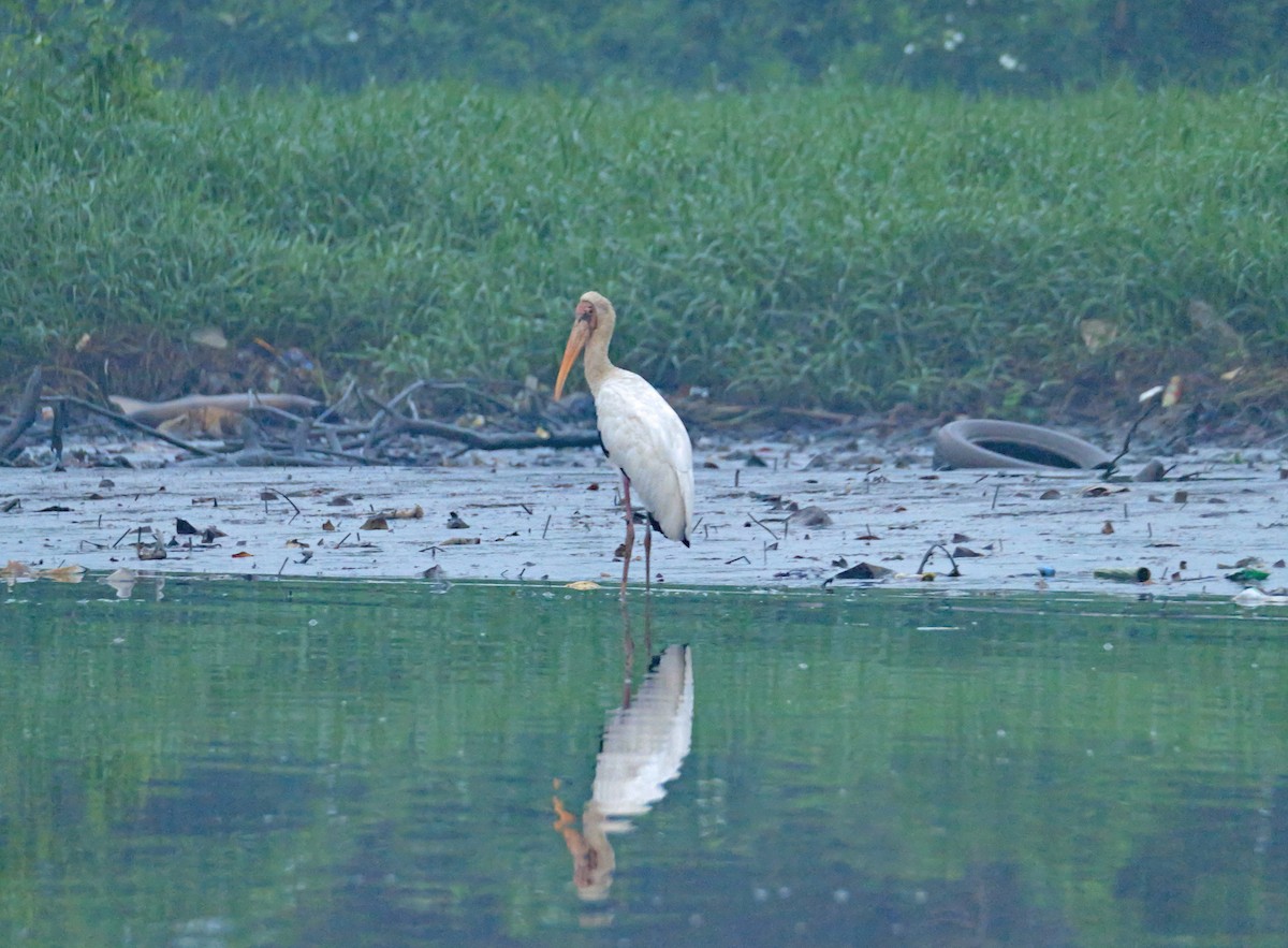 malaystork - ML641525635
