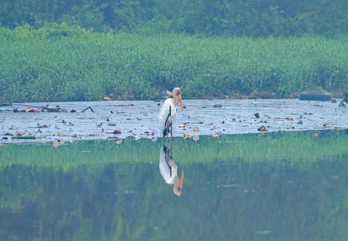 malaystork - ML641525645