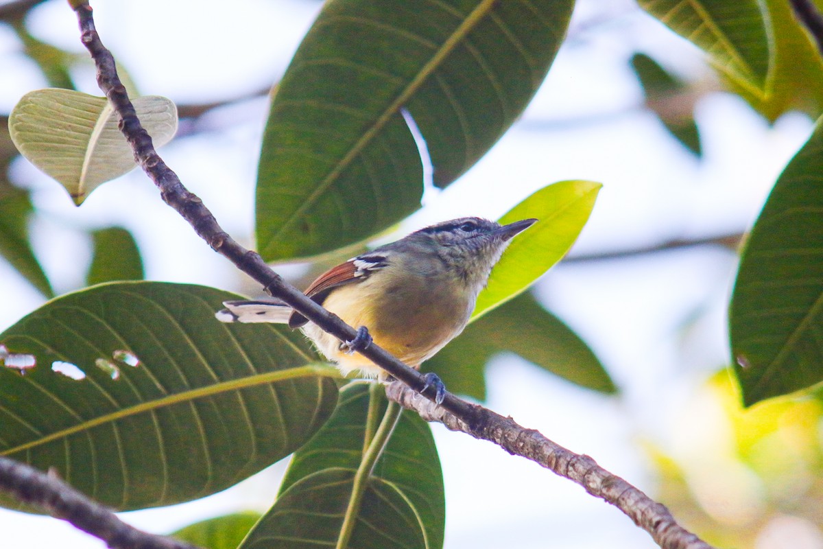 Rufous-margined Antwren - ML641525647