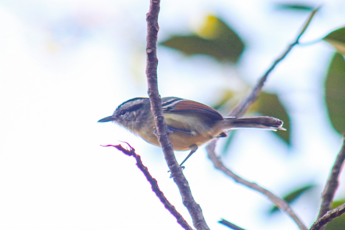 Rufous-margined Antwren - ML641525648