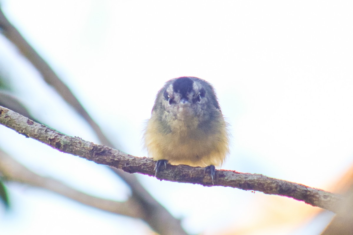 Rufous-margined Antwren - ML641525649