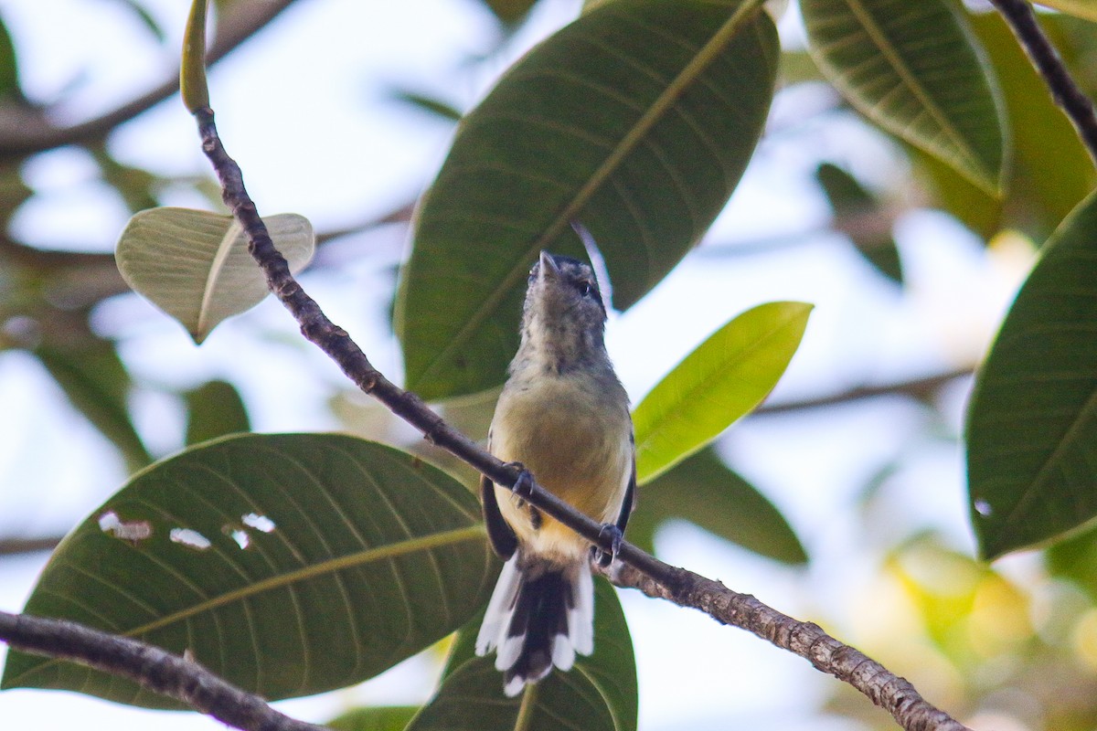 Rufous-margined Antwren - ML641525650