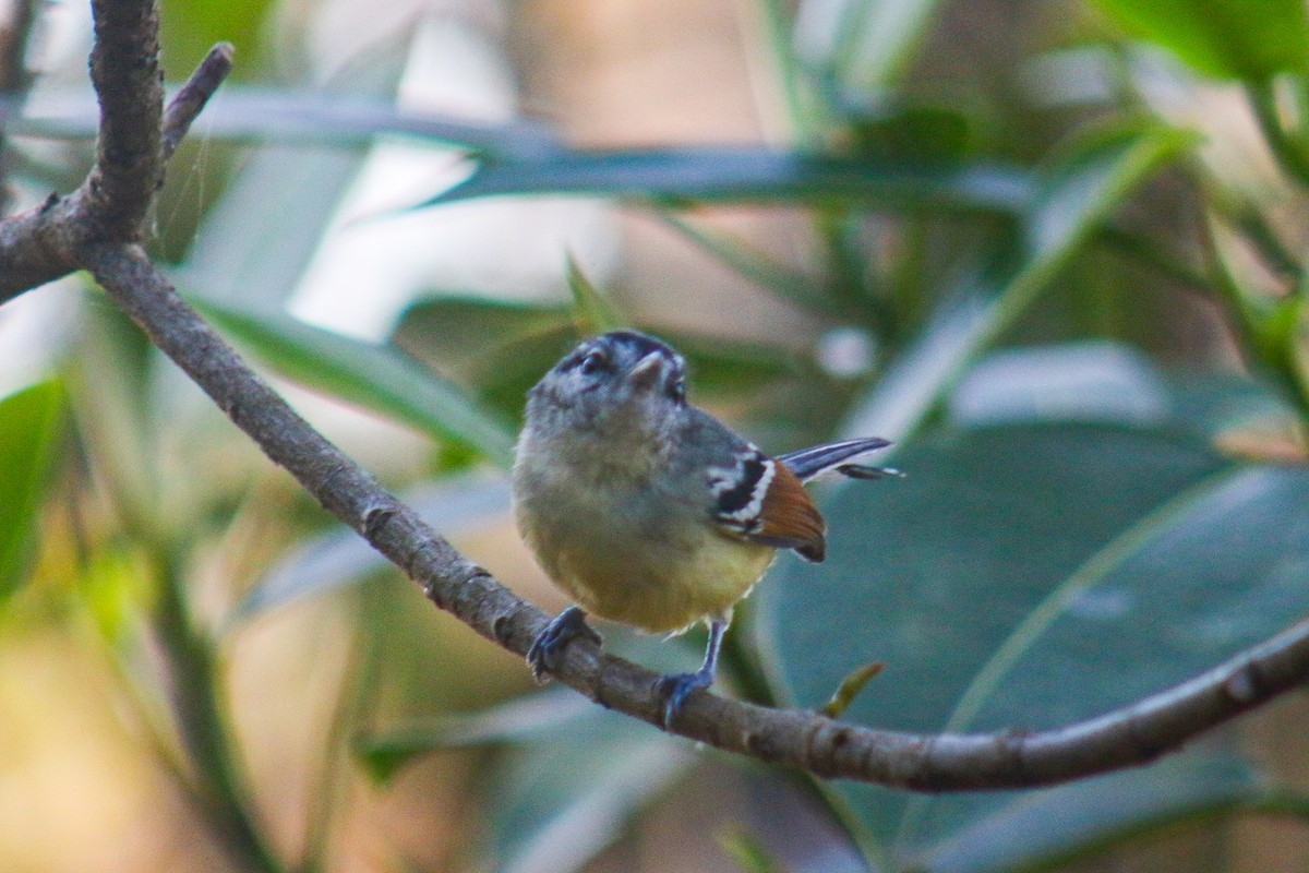 Rufous-margined Antwren - ML641525651