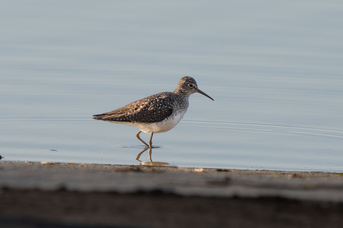 Einsiedelwasserläufer - ML641525723