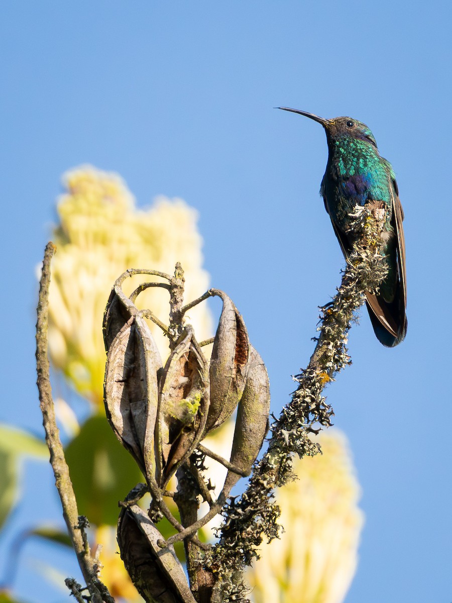 Sparkling Violetear - ML641525767