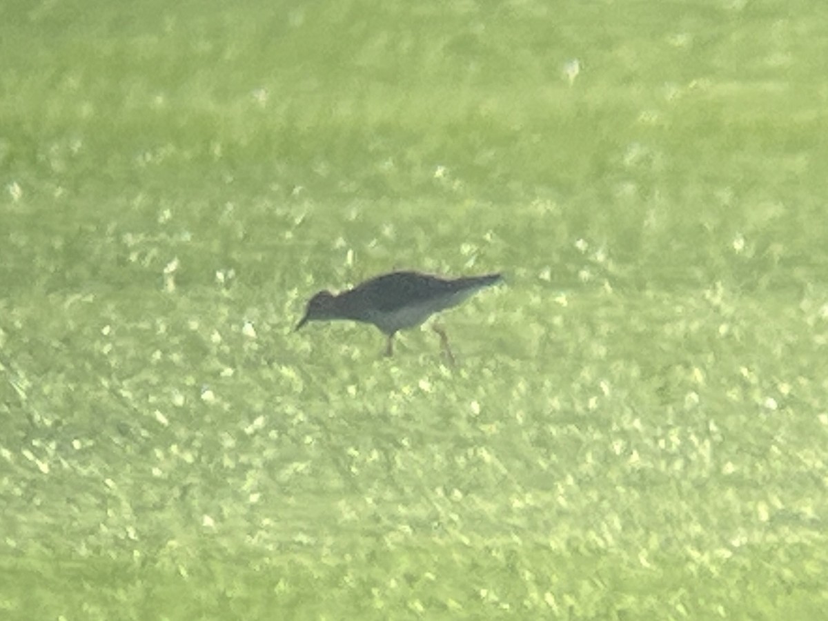 Buff-breasted Sandpiper - ML641525798