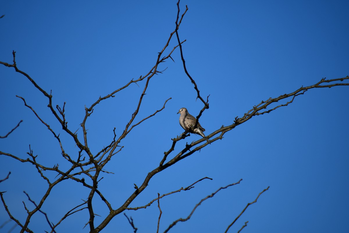 Picui Ground Dove - ML641525824