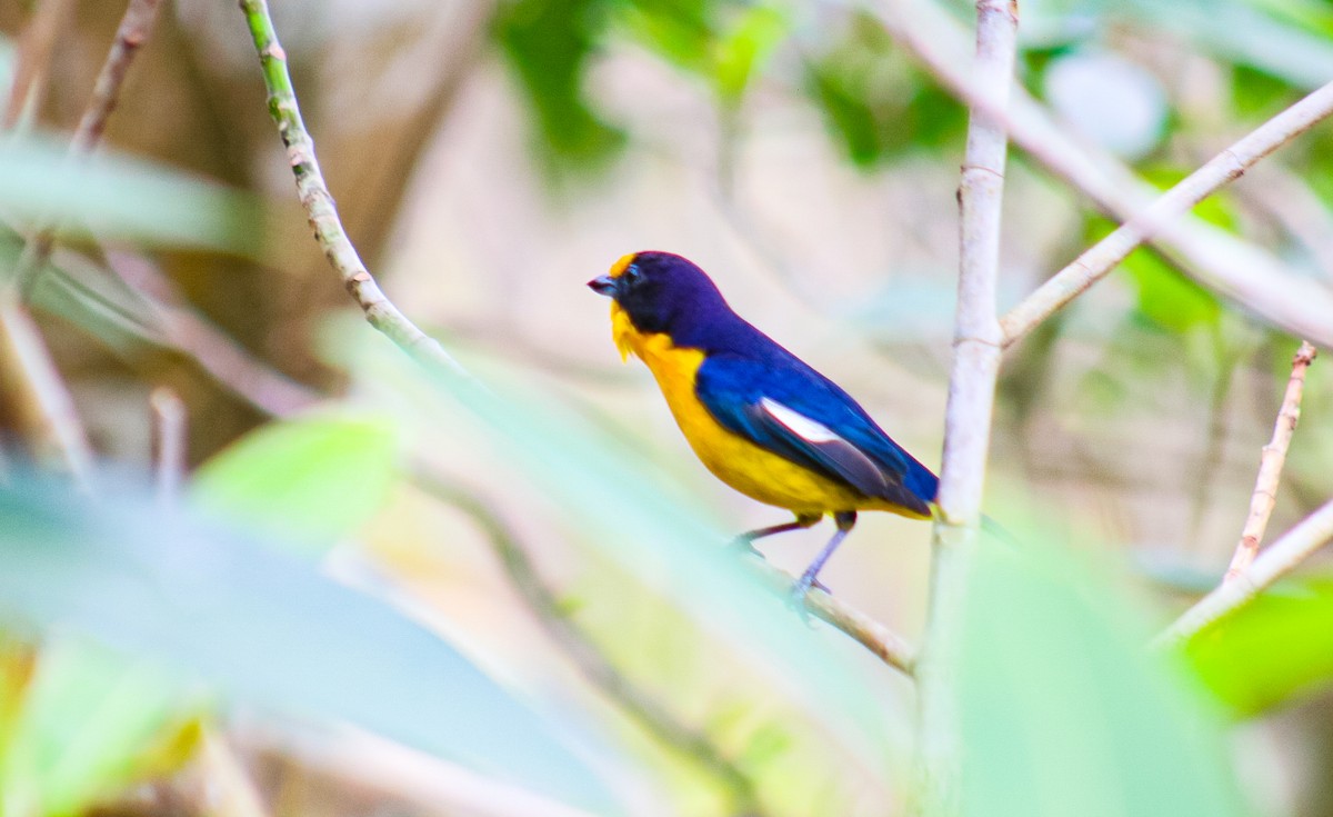 Violaceous Euphonia - ML641525828