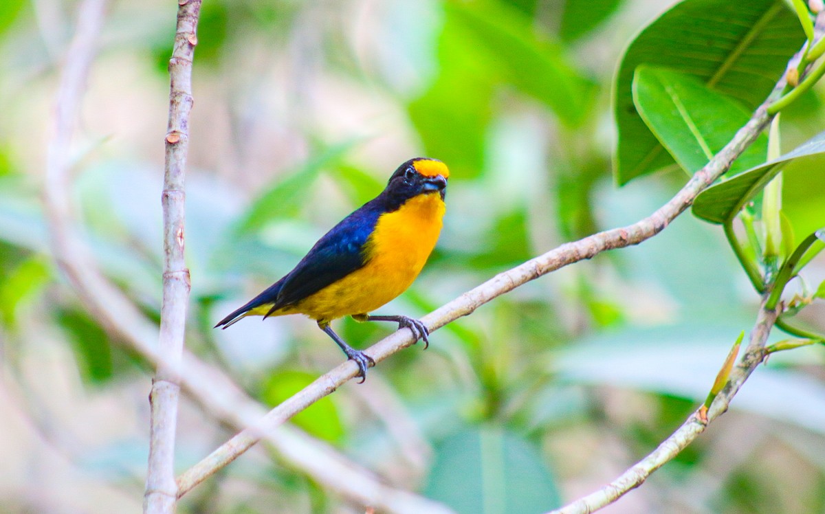 Violaceous Euphonia - ML641525829