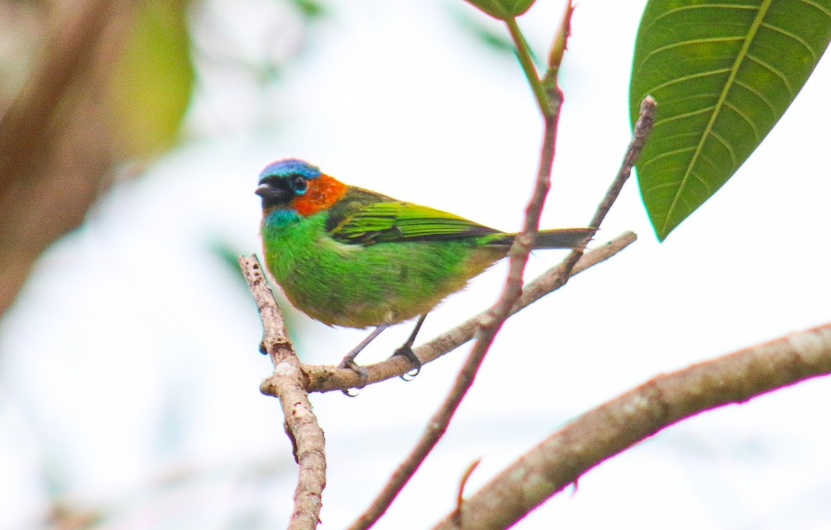 Red-necked Tanager - ML641525865