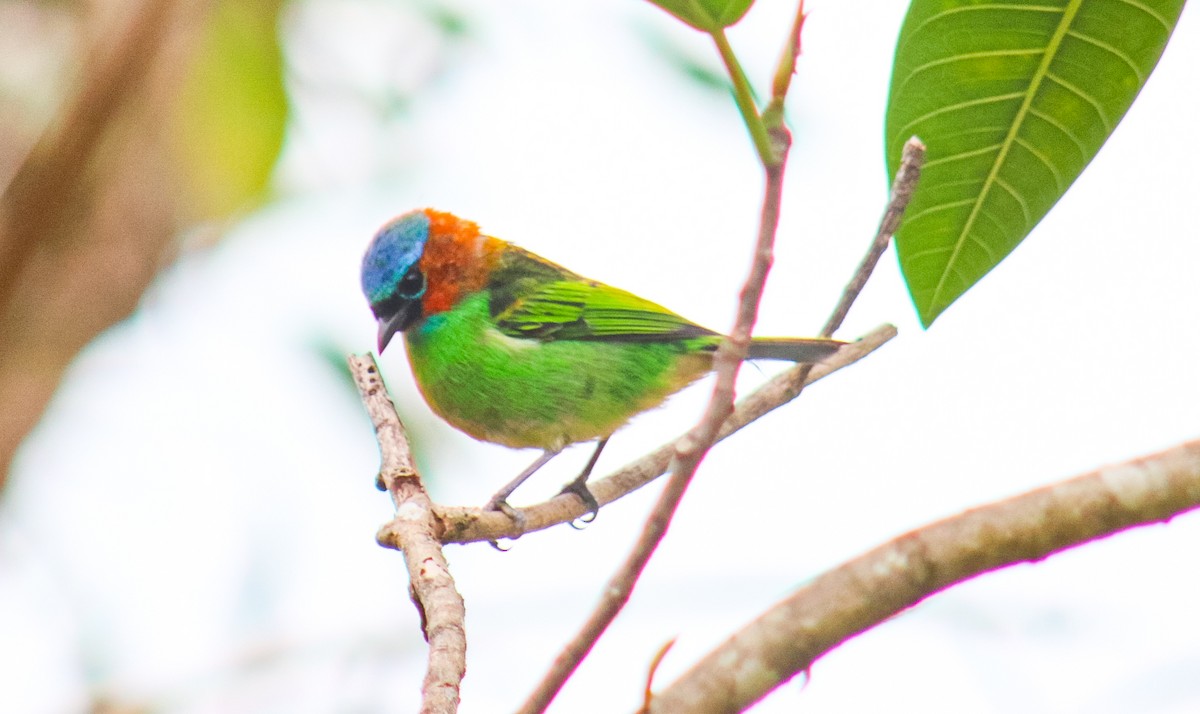 Red-necked Tanager - ML641525866