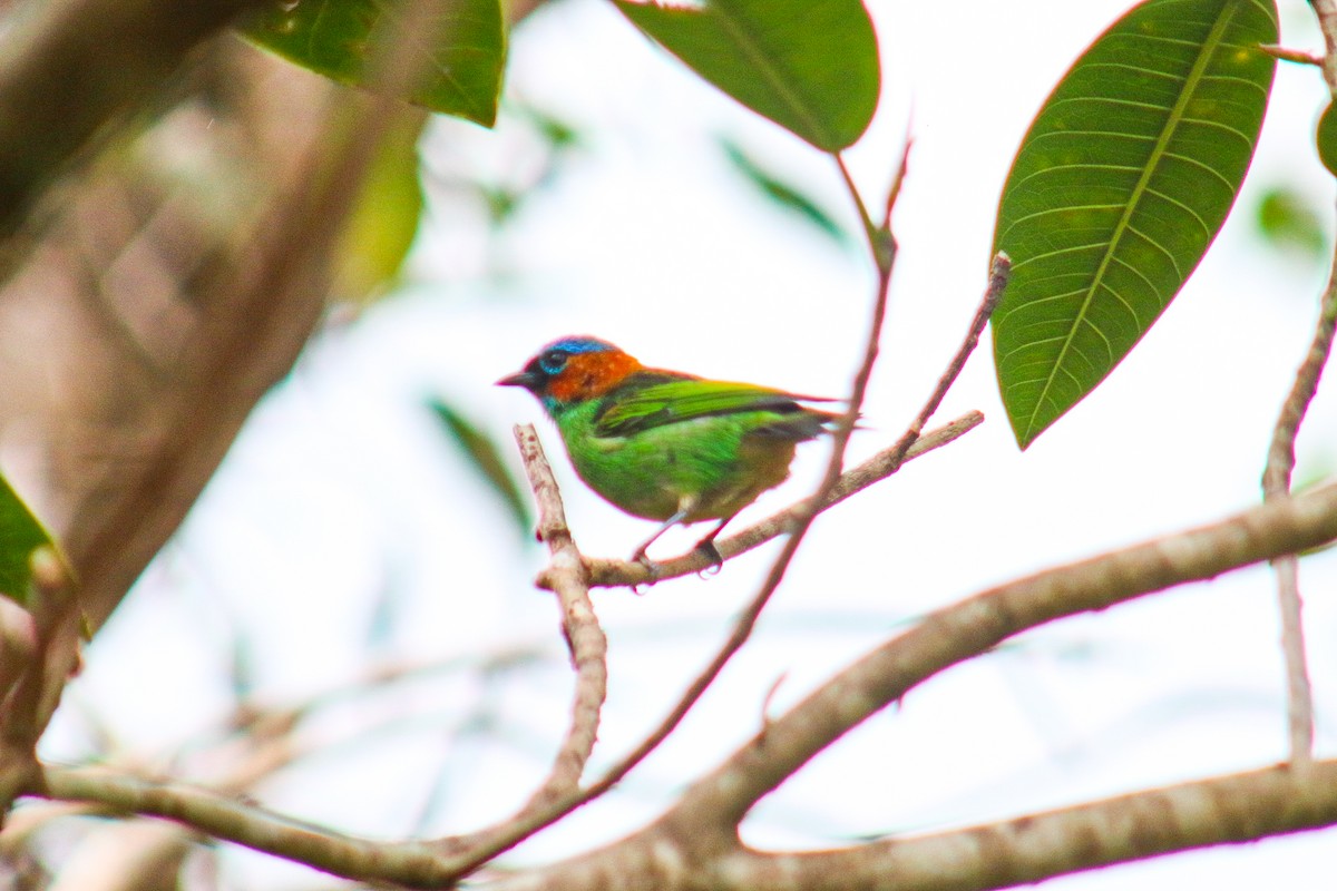 Red-necked Tanager - ML641525867