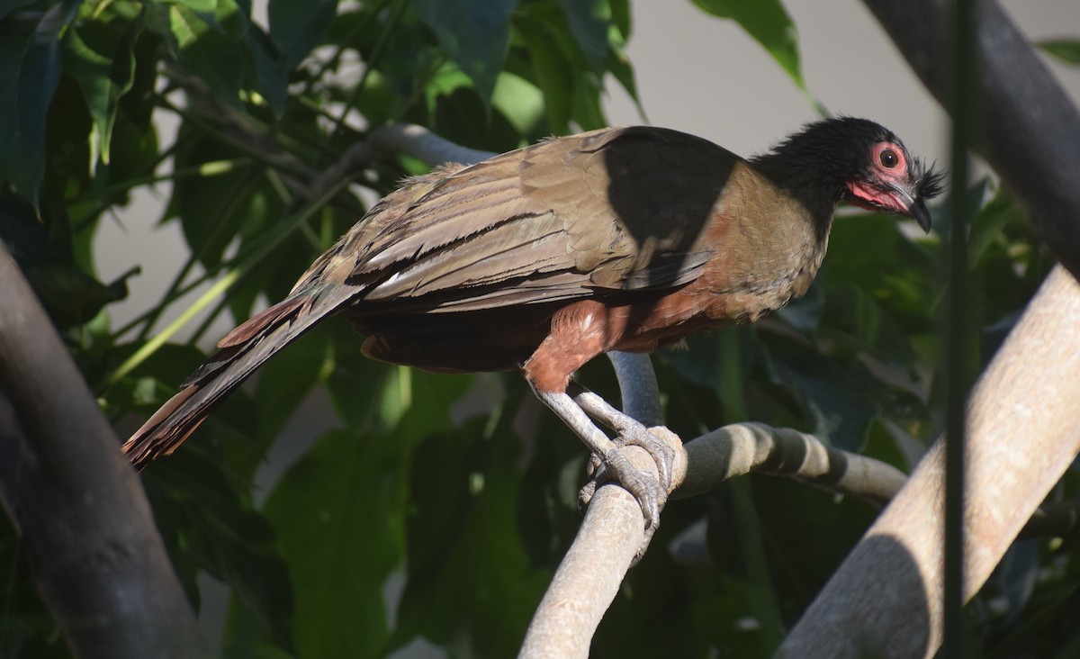 sinaloahokko - ML641525887