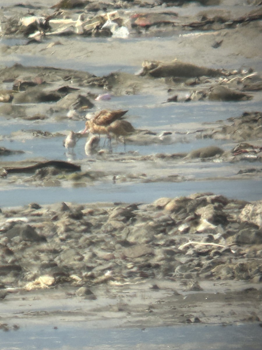 Marbled Godwit - ML641525892