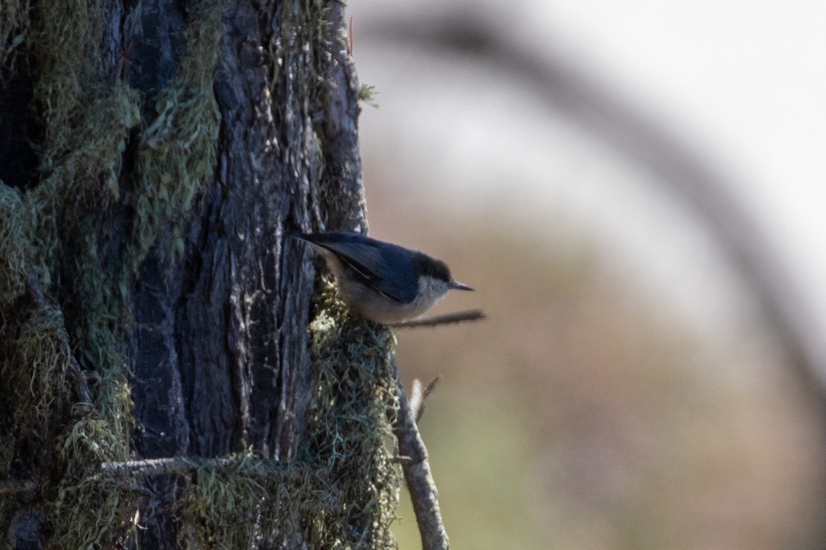 Pygmy Nuthatch - ML641525907