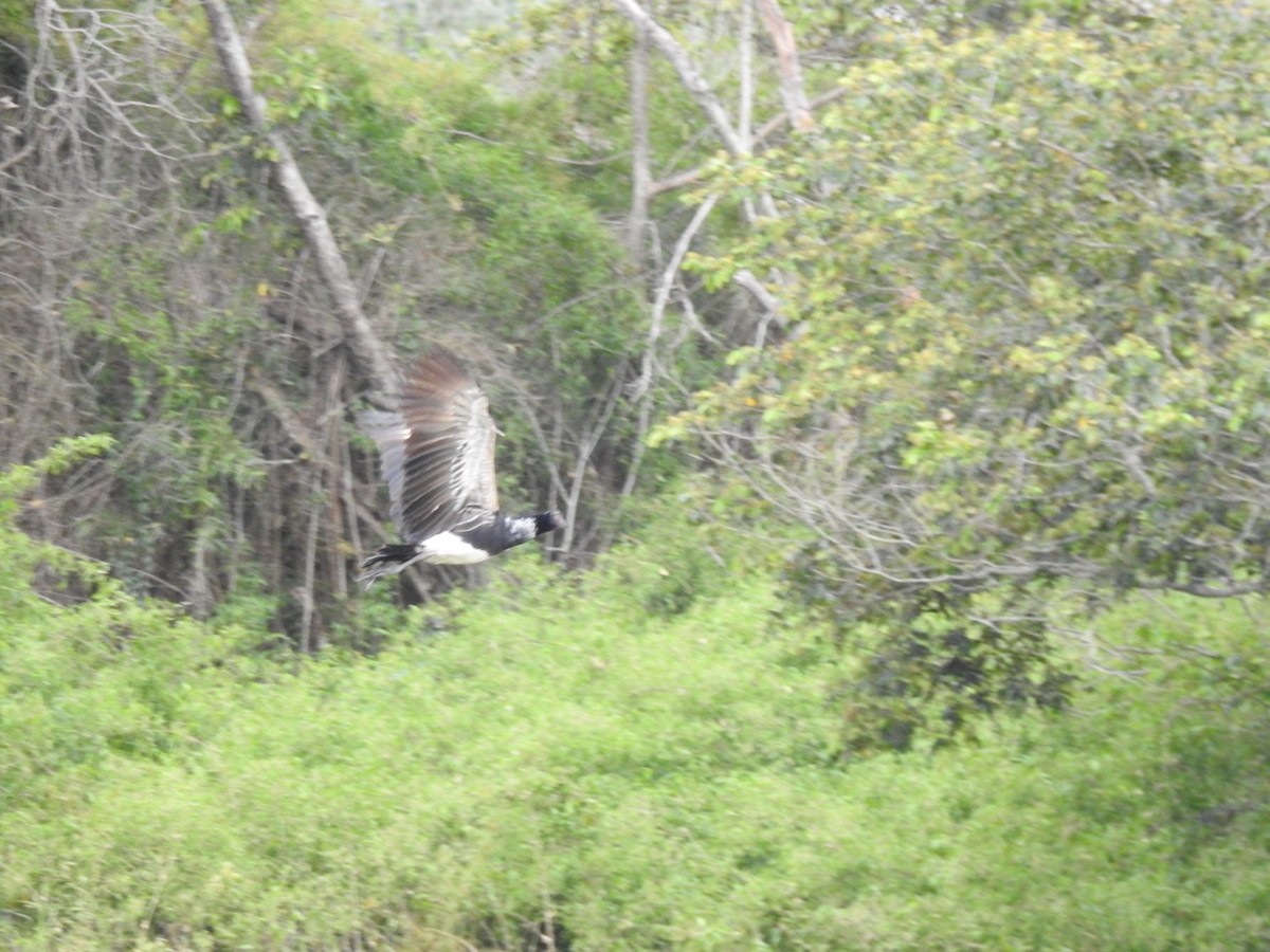 Horned Screamer - ML641525914