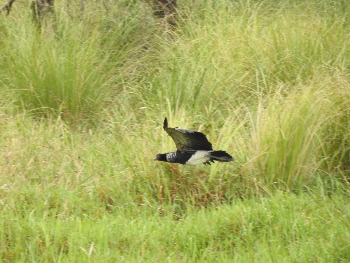 Horned Screamer - ML641525915