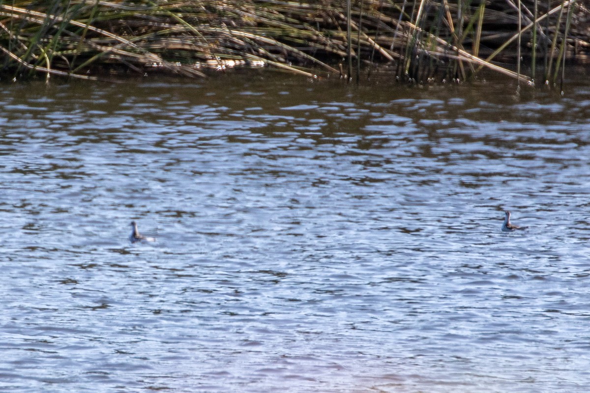 Нарийн сэлээхэй - ML641525932