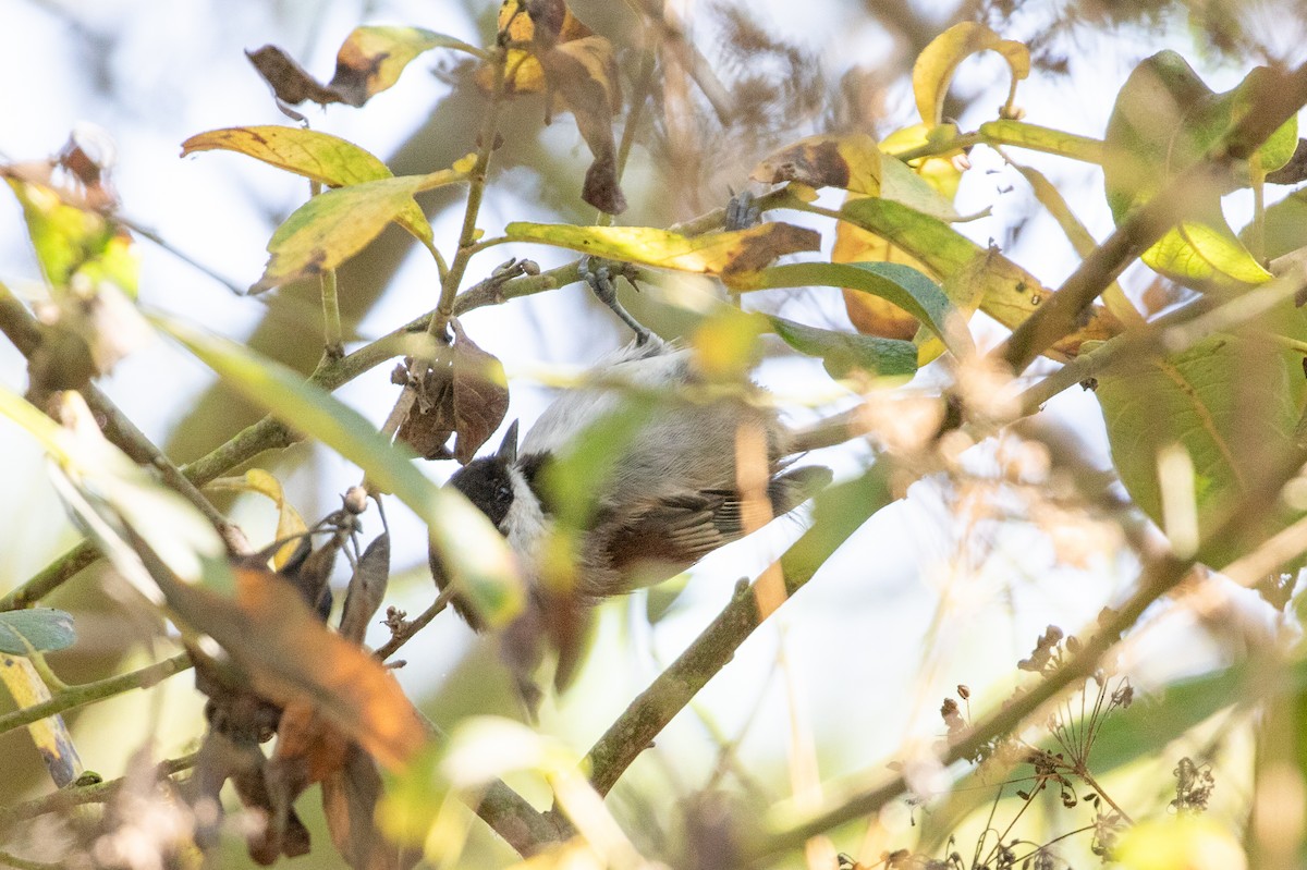 Chestnut-backed Chickadee - ML641525937