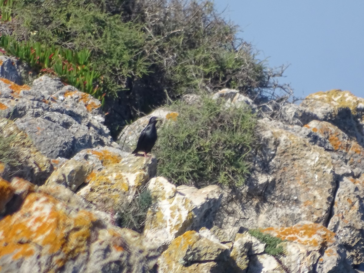 Spotless Starling - ML641525963