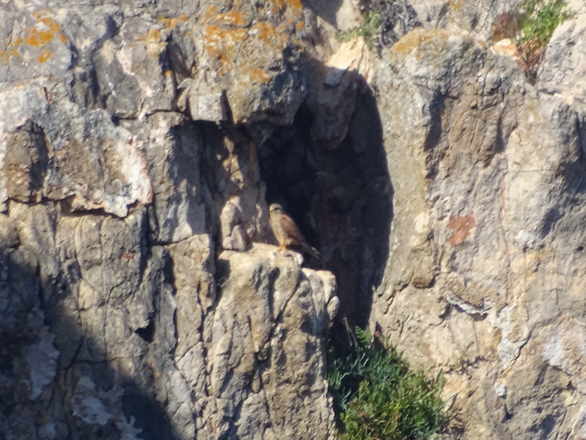 Eurasian Kestrel - ML641525976