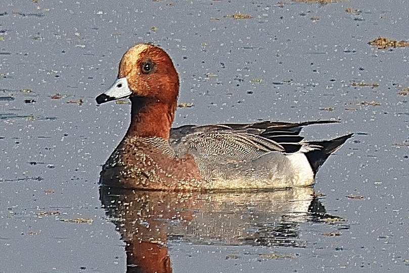 Eurasian Wigeon - ML641526017