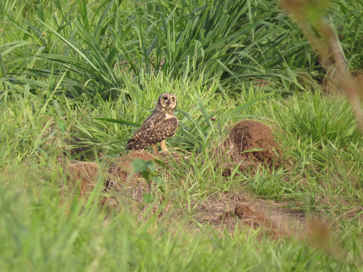 Short-eared Owl - ML641526032