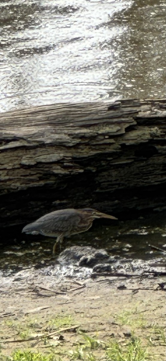 Green Heron - ML641526034