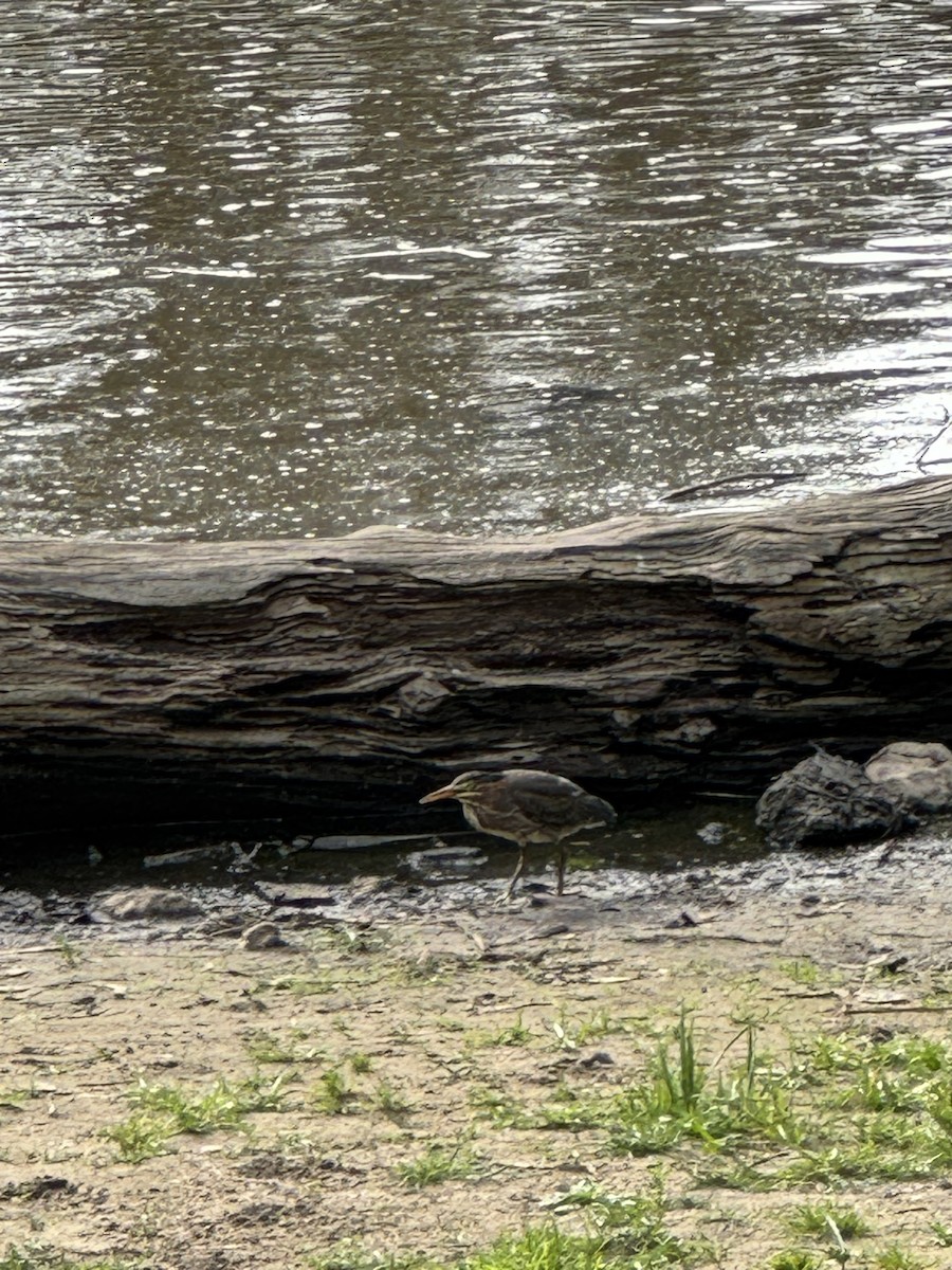 Green Heron - ML641526035
