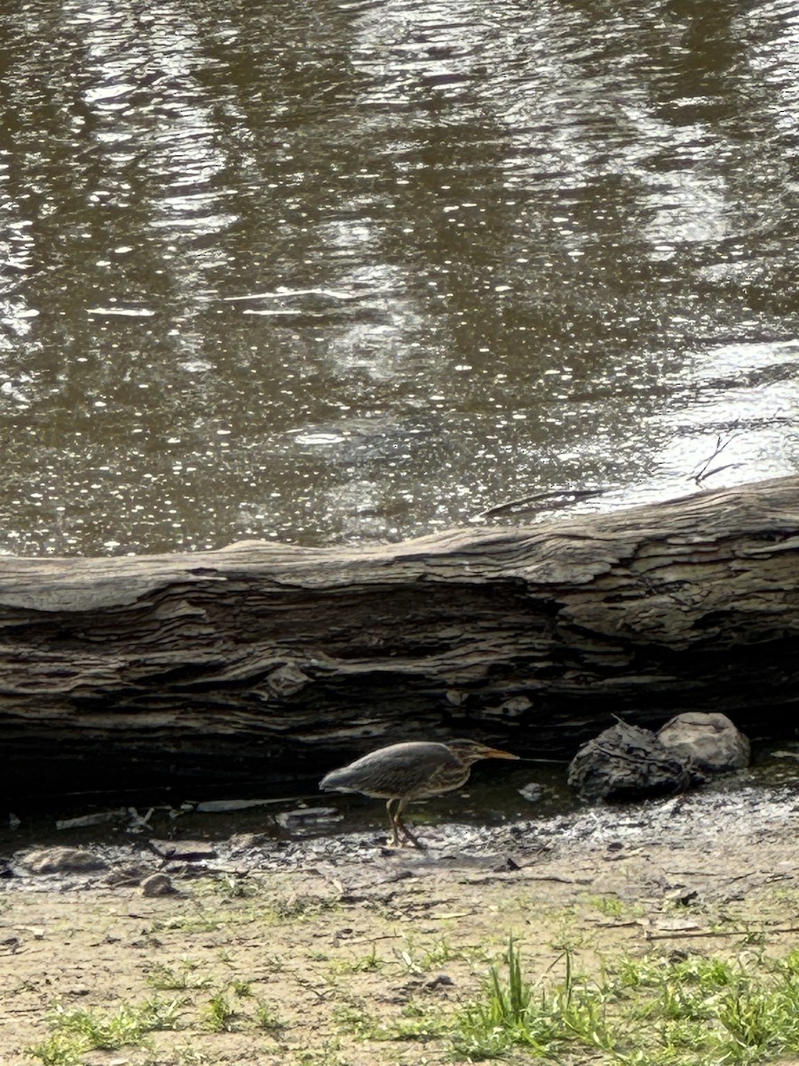 Green Heron - ML641526036