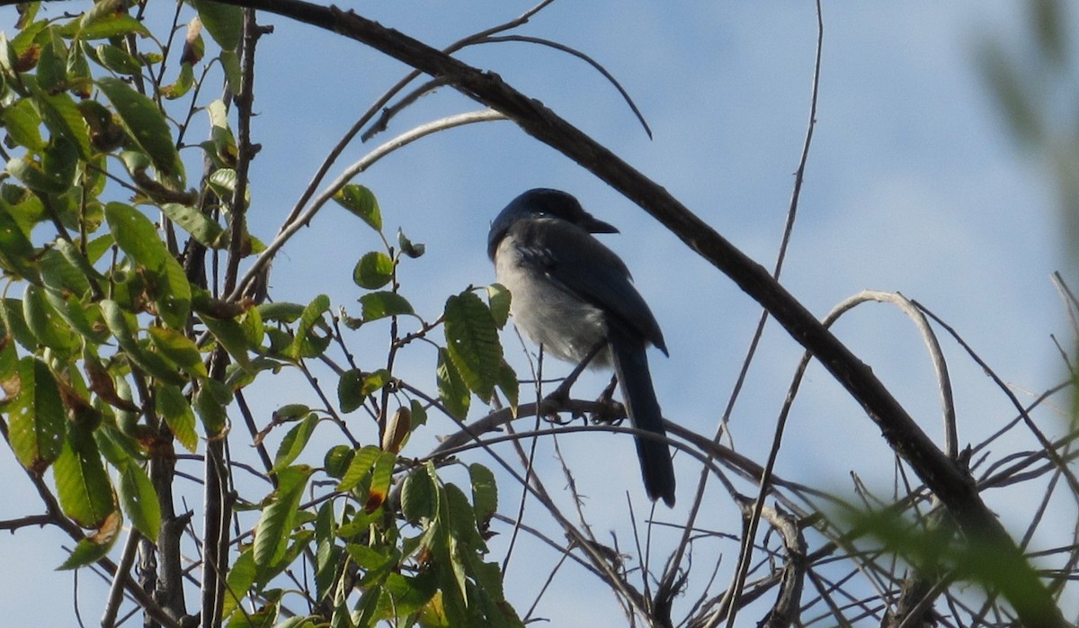 California Scrub-Jay - ML641526055