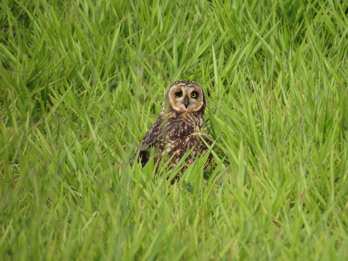Short-eared Owl - ML641526065