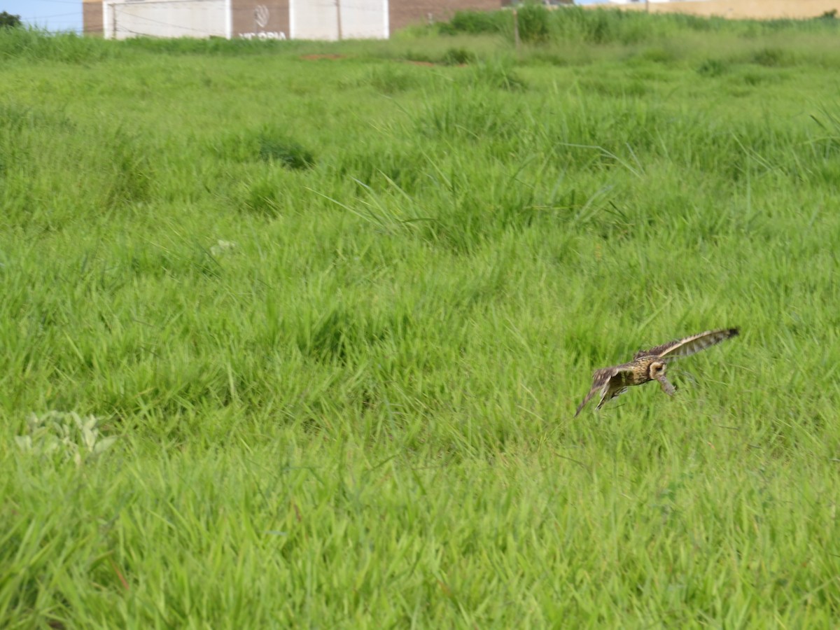 Short-eared Owl - ML641526077