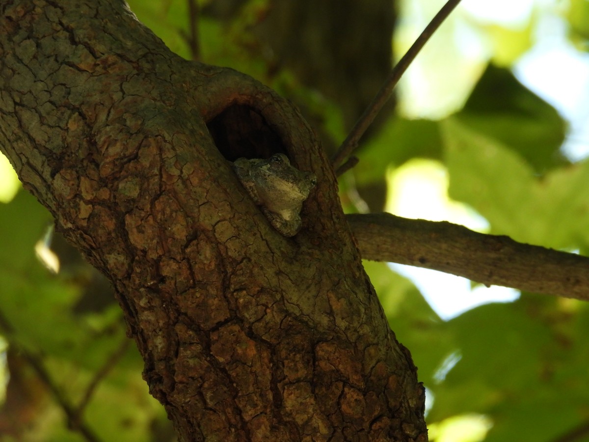 Animals - ML641526088