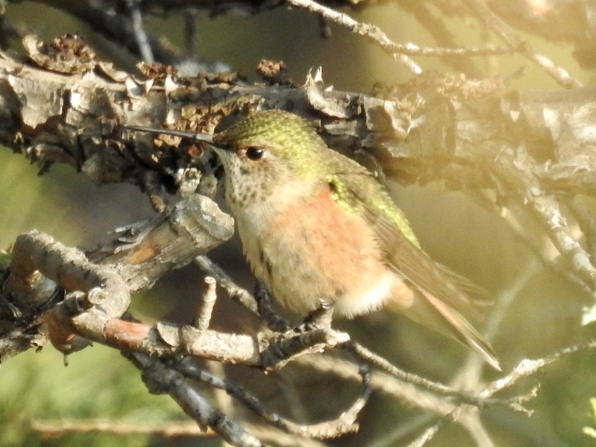 Broad-tailed Hummingbird - ML641526093
