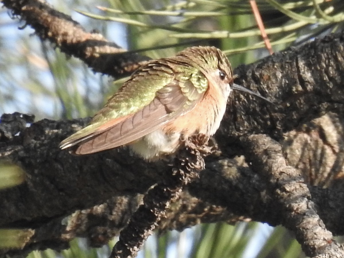 Broad-tailed Hummingbird - ML641526103