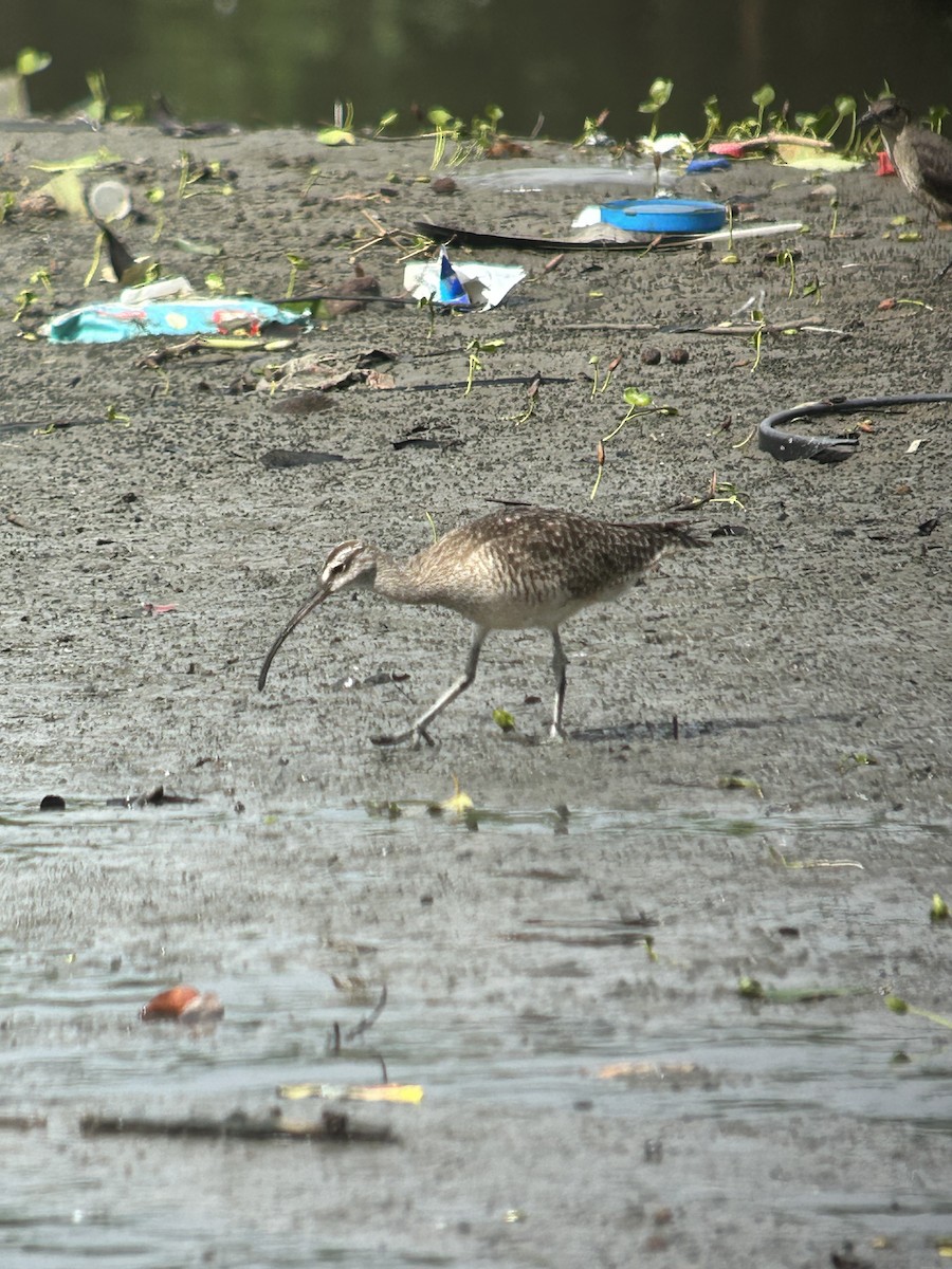 Whimbrel - ML641526106